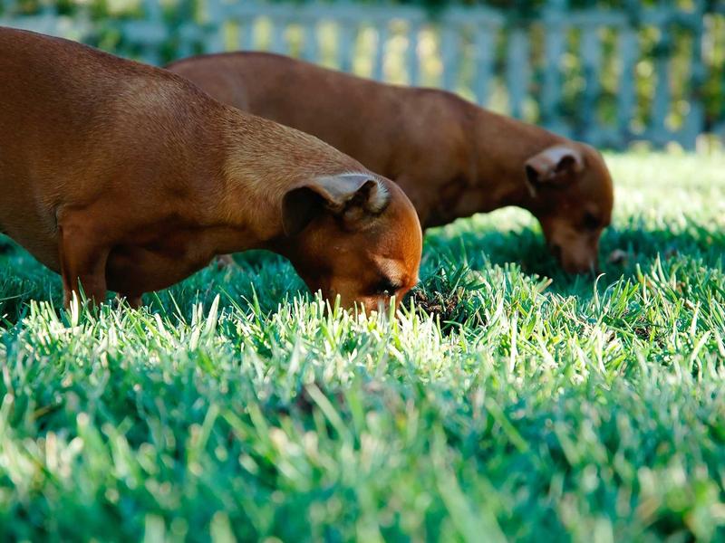 sudoku x-wing screenshot 2